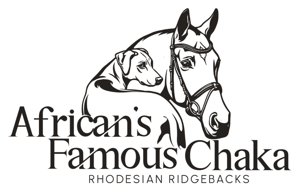 African's Famous Chaka – Rhodesian Ridgebacks