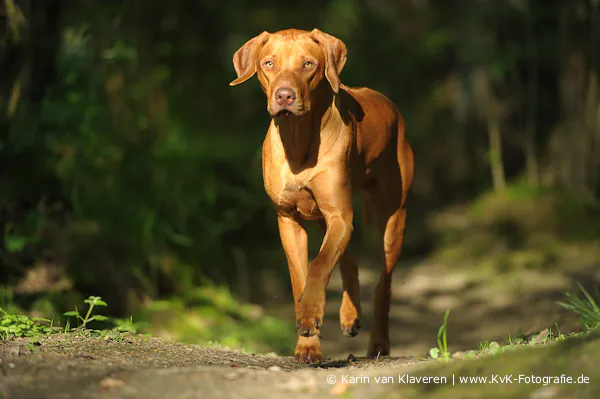 Rhodesian Ridgeback läuft aufmerksam auf einem Waldweg