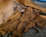 420853604 925479172263363 n