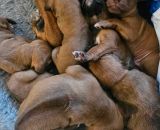 420742005 2444766345730008 n